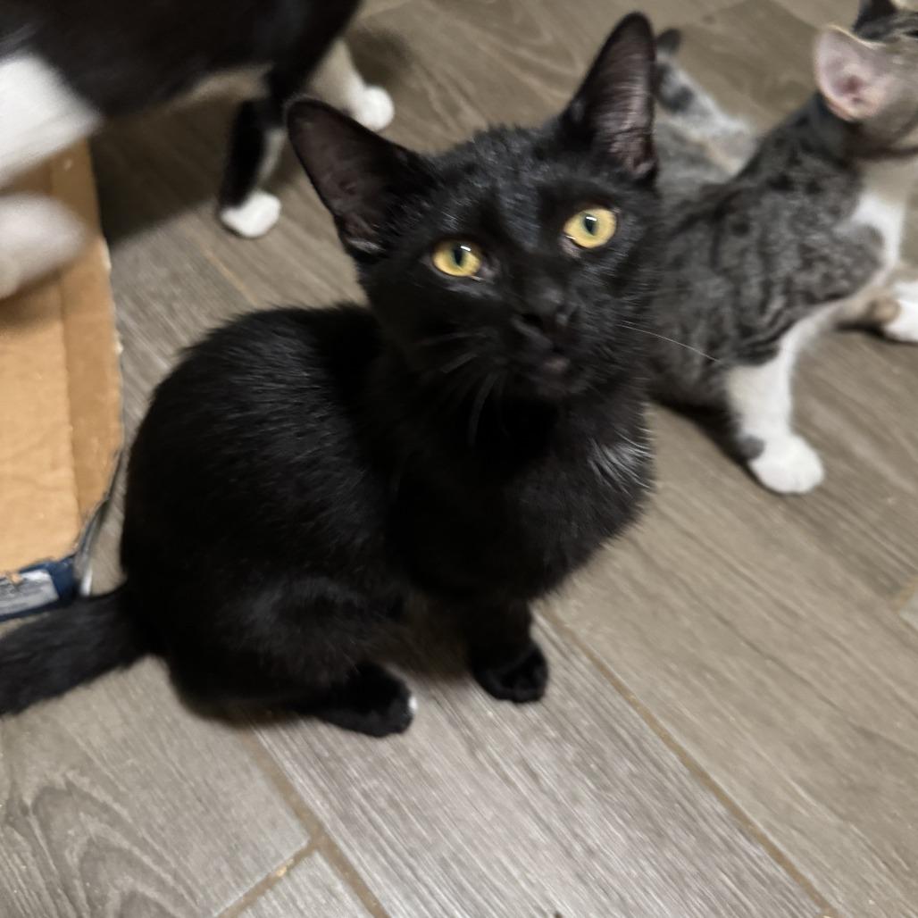 Sullivan, Adoptable, Kitten Male Domestic Short Hair.