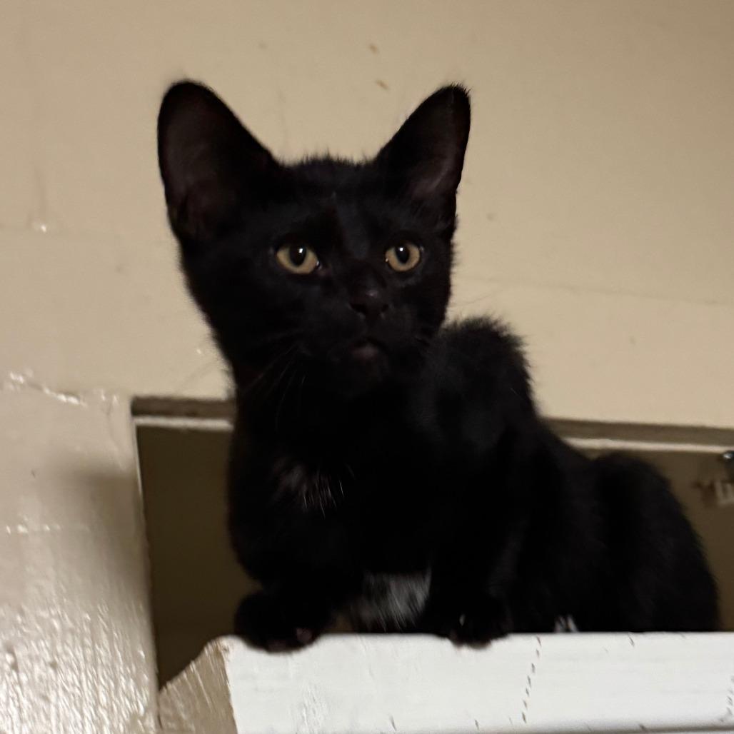 Enlarge Sullivan, a Adoptable Domestic Short Hair in Richland, MI image 2/2