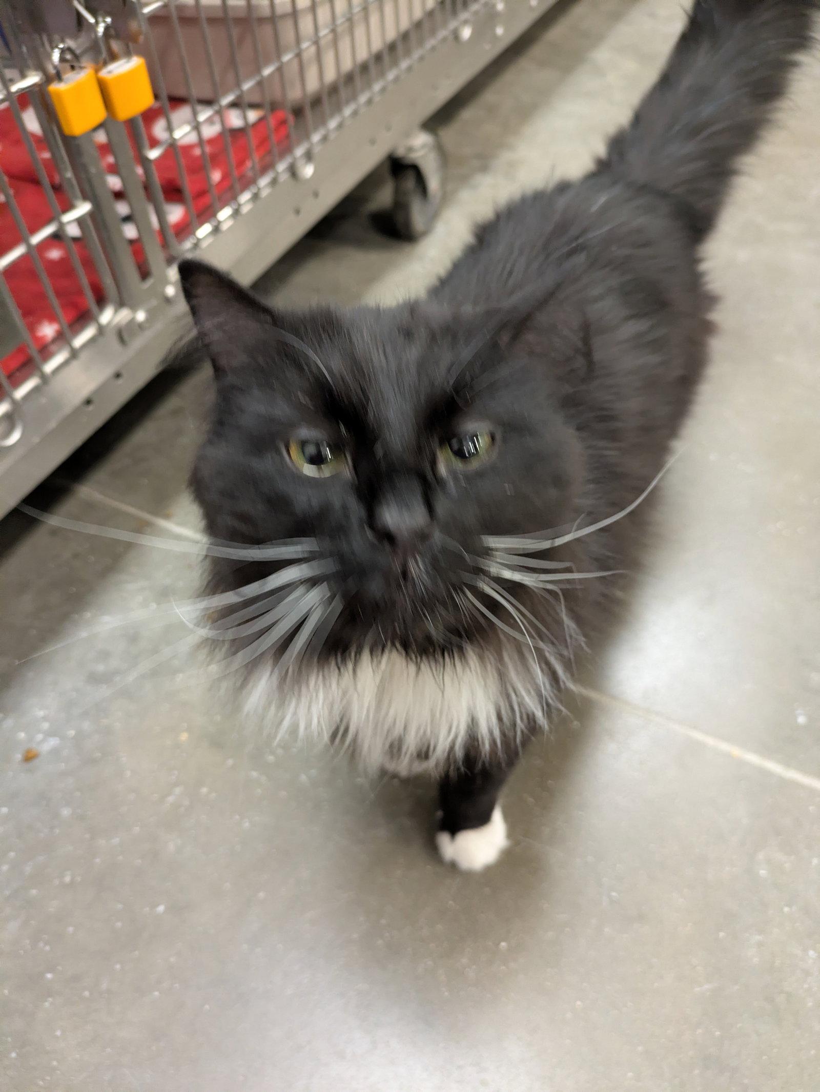 Aces, Adopted, Adult Male Maine Coon & Domestic Long Hair.
