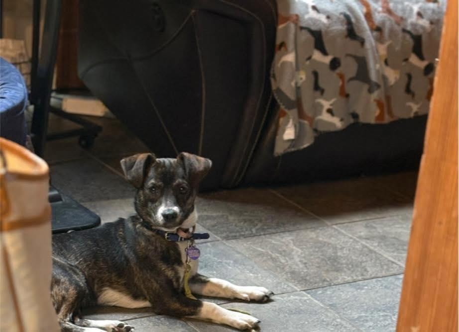 Enlarge Archer, a ADOPTABLE mixed breed in Elkton, MD image 2/4