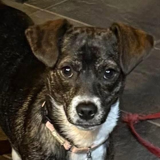 Enlarge Archer, a ADOPTABLE mixed breed in Elkton, MD image 1/4