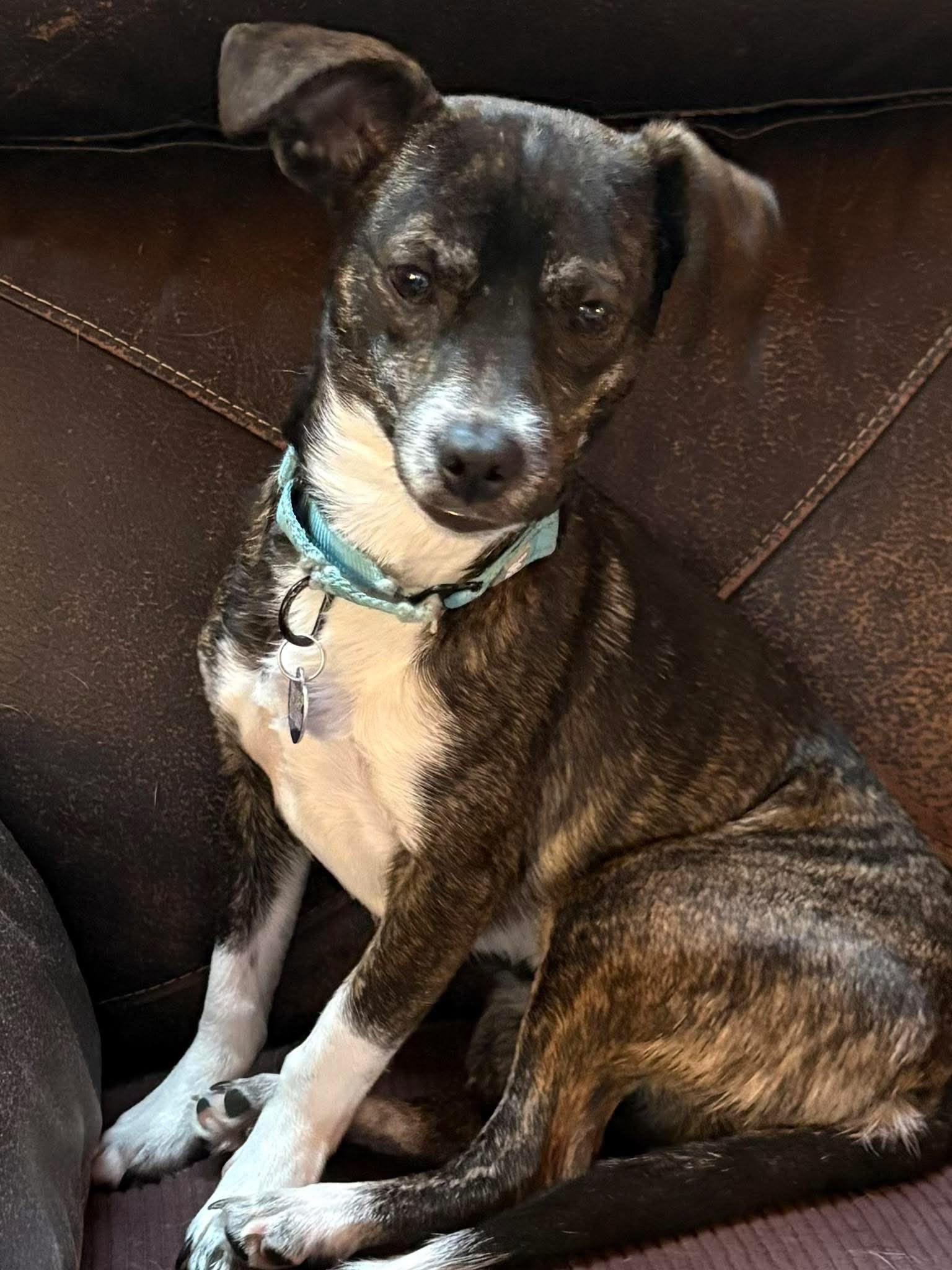 Enlarge Archer, a ADOPTABLE mixed breed in Elkton, MD image 4/4