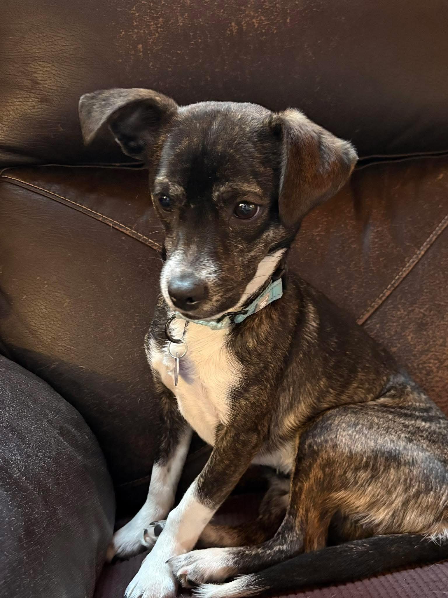 Enlarge Archer, a ADOPTABLE mixed breed in Elkton, MD image 3/4