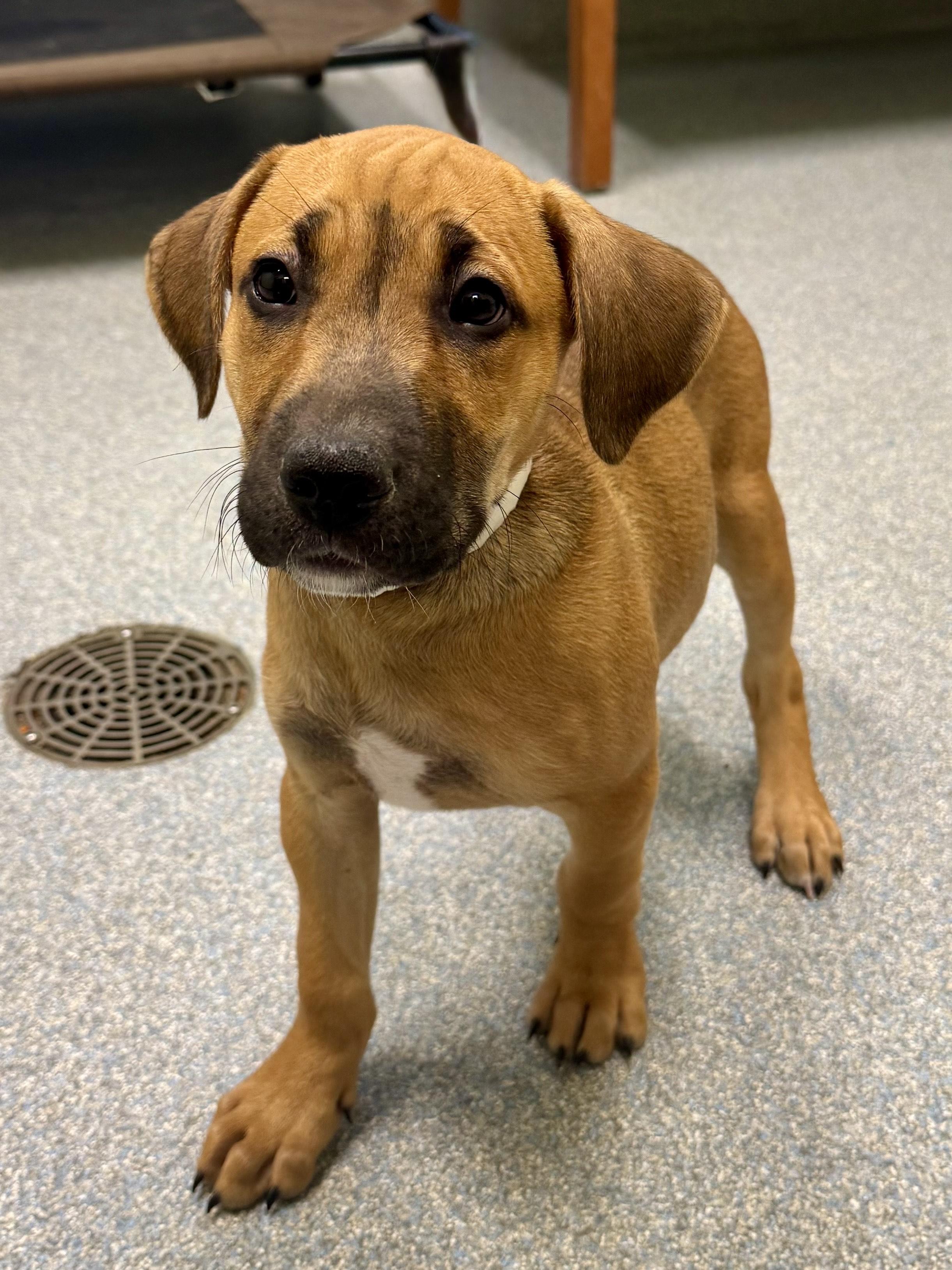 Enlarge Samson, an adopted mixed breed in St. Joseph, MI image 1/1