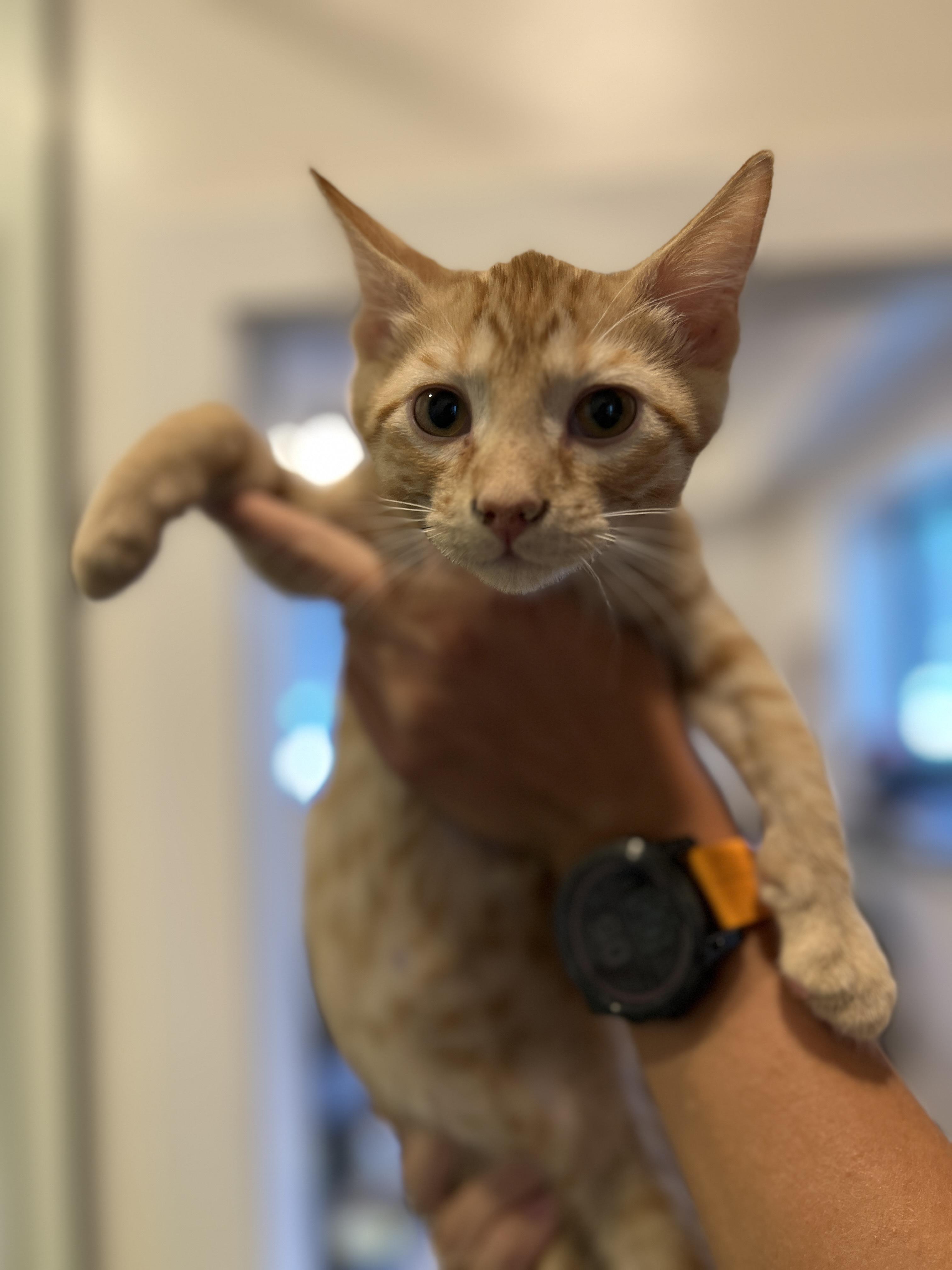 Axel