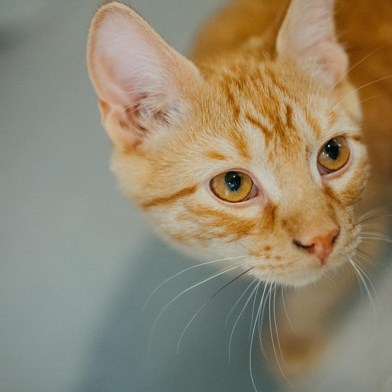 Axel