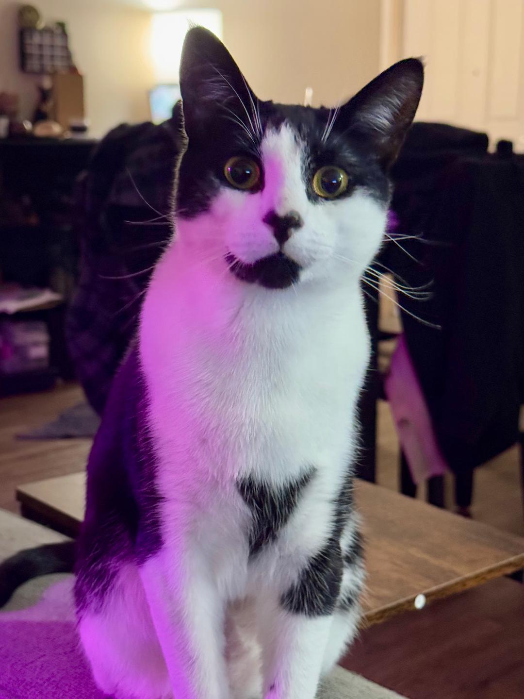 Enlarge Jack and Oreo (Bonded Pair), a Adoptable Domestic Short Hair in Pasco, WA image 2/5