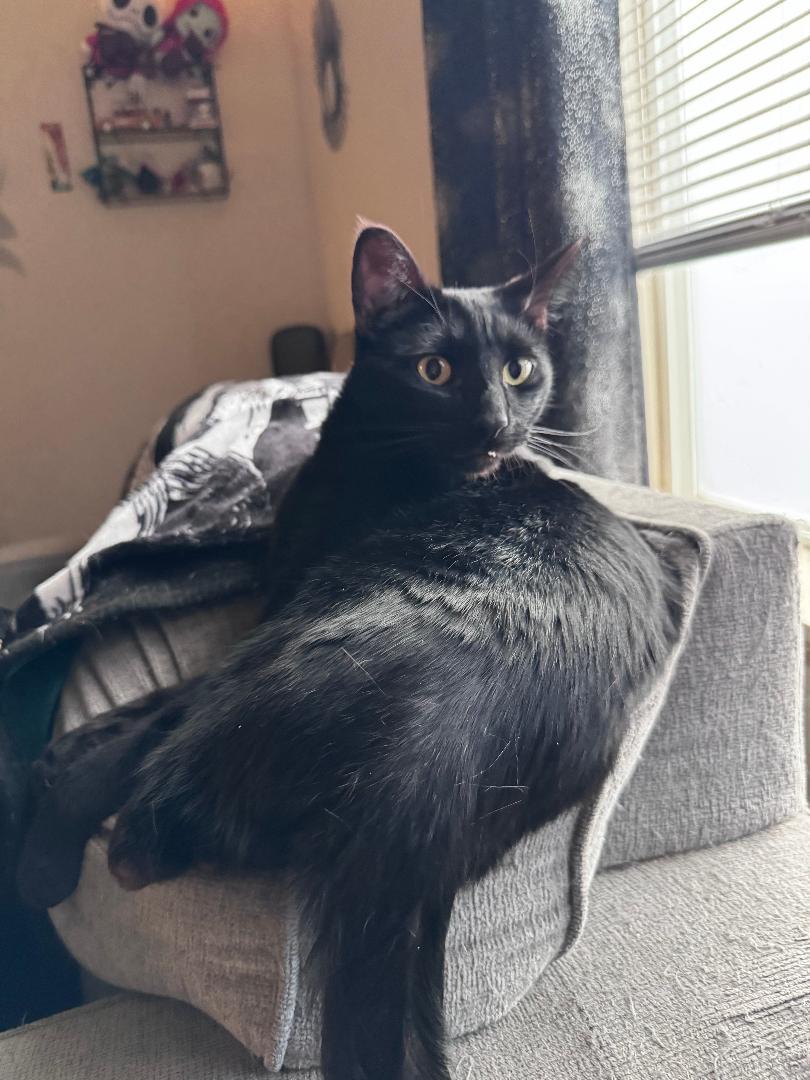 Enlarge Jack and Oreo (Bonded Pair), a Adoptable Domestic Short Hair in Pasco, WA image 3/5