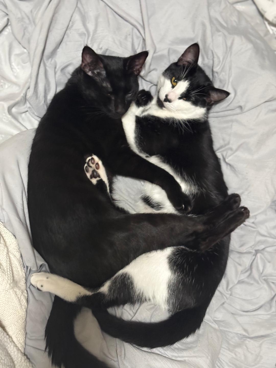 Jack and Oreo (Bonded Pair), Adoptable, Adult Male Domestic Short Hair.
