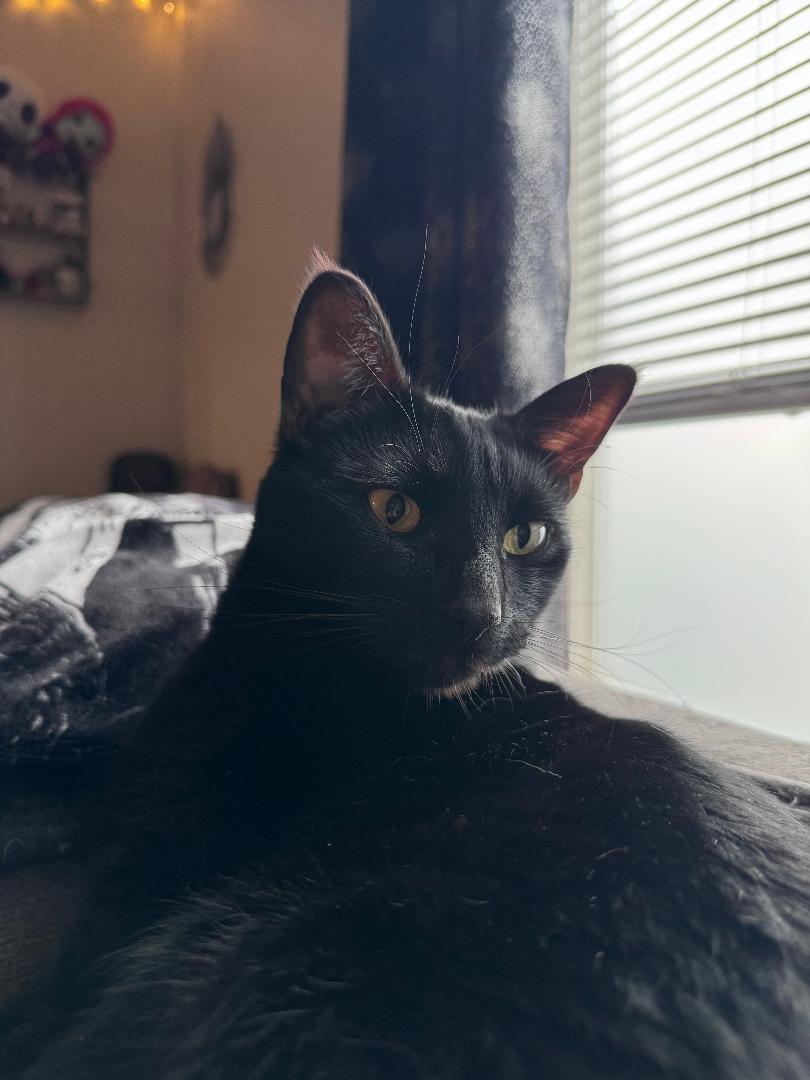 Enlarge Jack and Oreo (Bonded Pair), a Adoptable Domestic Short Hair in Pasco, WA image 5/5