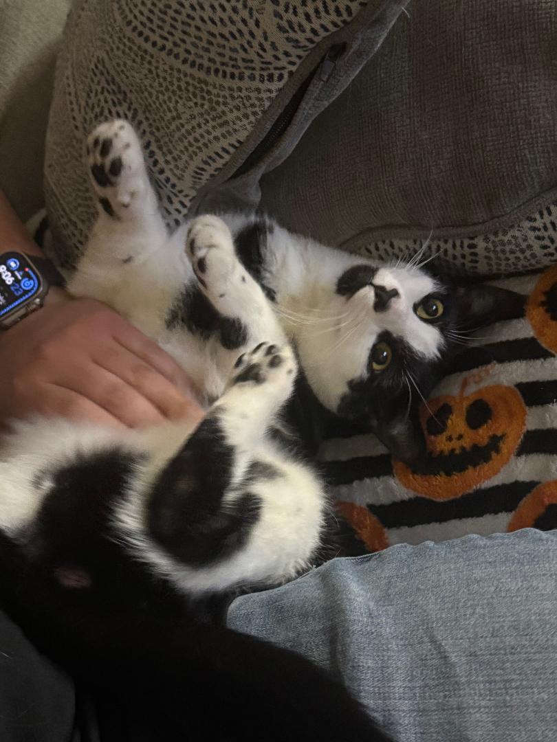 Enlarge Jack and Oreo (Bonded Pair), a Adoptable Domestic Short Hair in Pasco, WA image 4/5