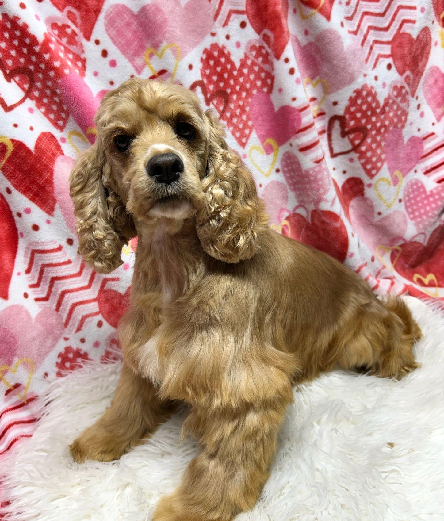 SUZIE (Ohiosdrescue@gmail.com), ADOPTABLE, Adult Female Cocker Spaniel.