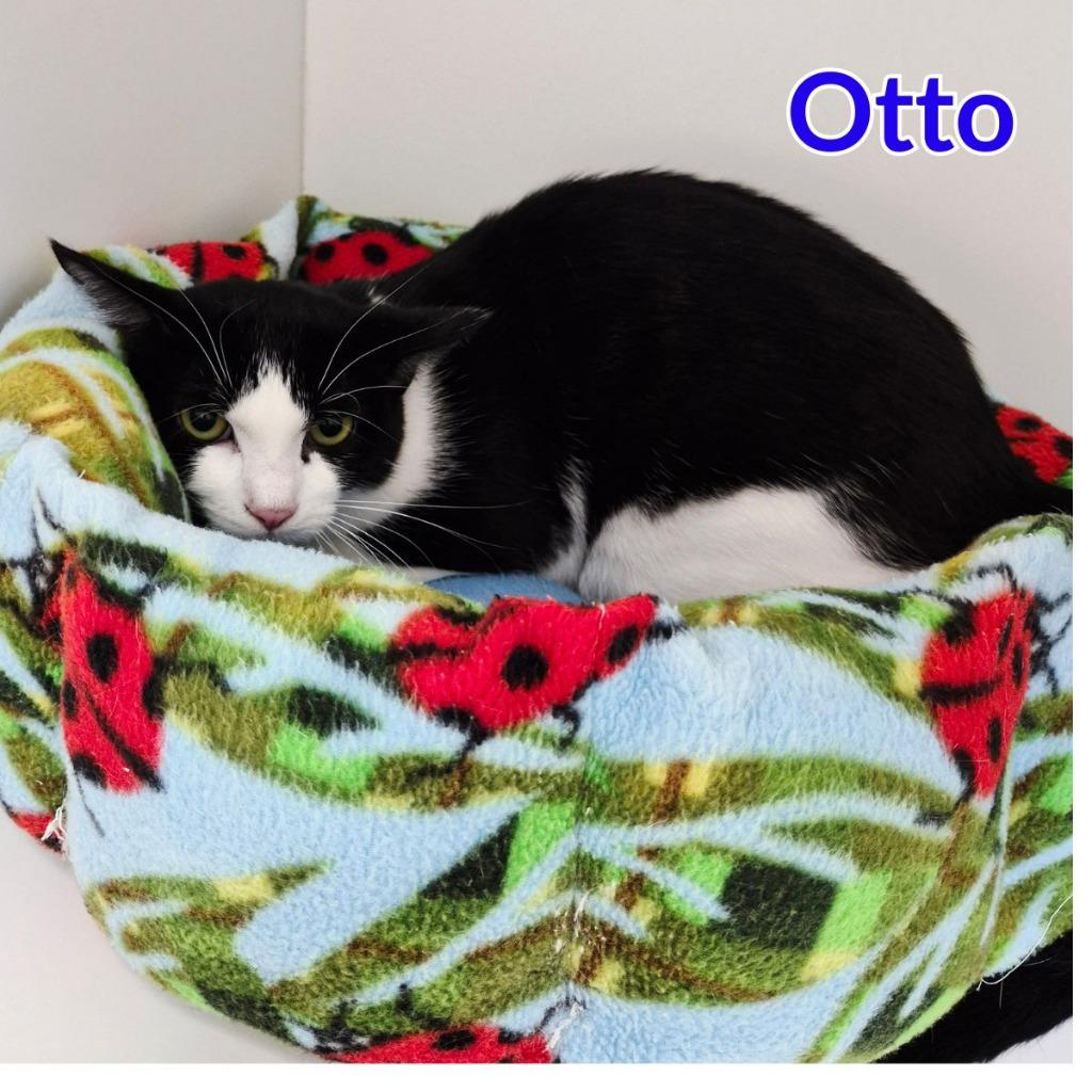 Otto, a Adoptable mixed breed in North Saint Paul, MN image 1/2