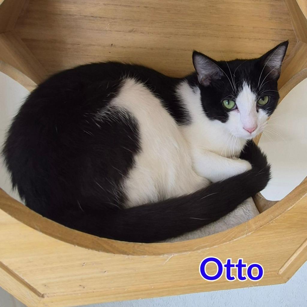 Otto, a Adoptable mixed breed in North Saint Paul, MN image 2/2