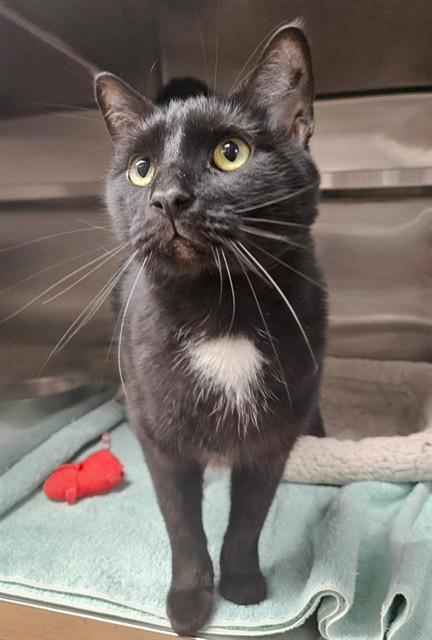 FRIEDRICH, Adoptable, Young Male Domestic Short Hair.