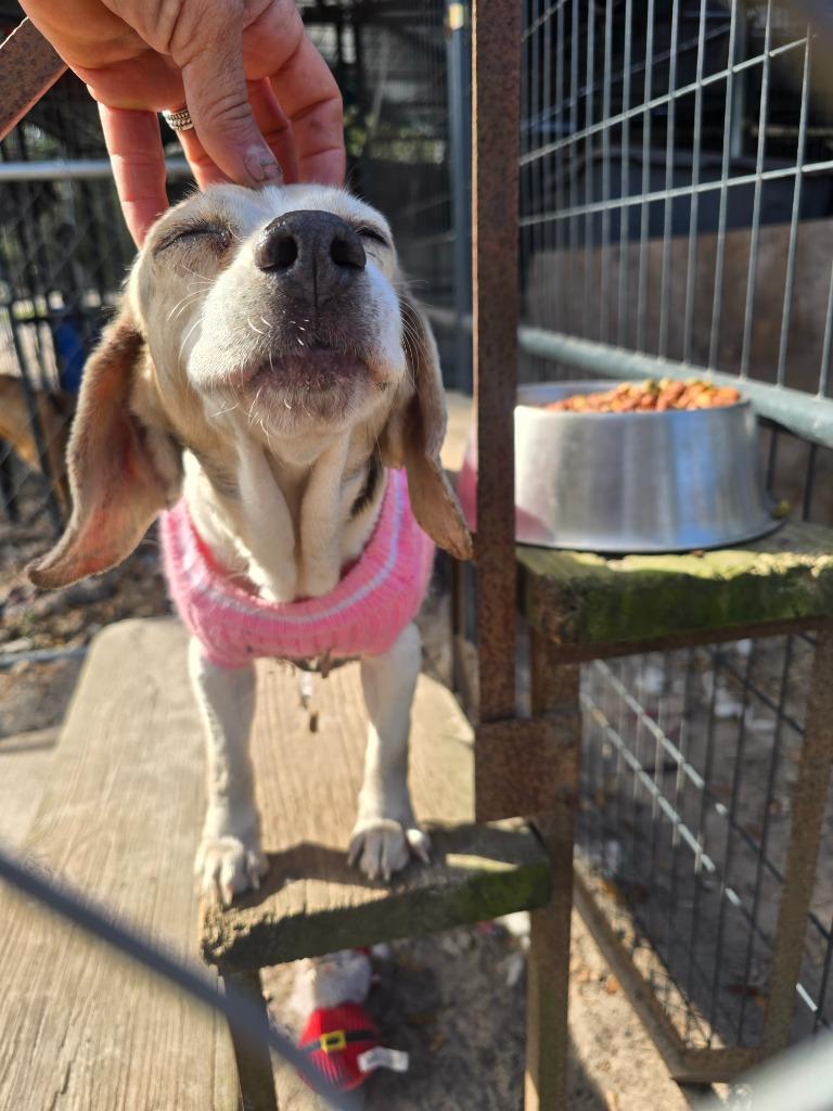 Peaches, Adoptable, Senior Female Beagle.