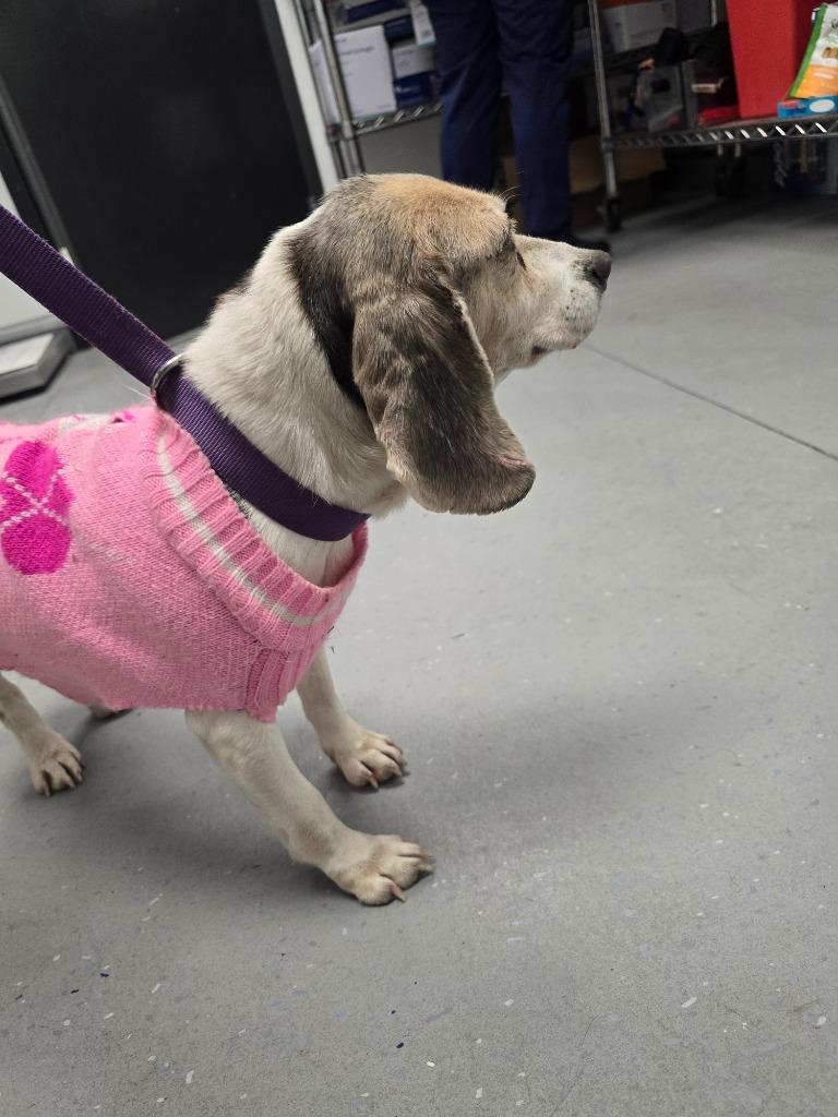 Enlarge Peaches, a Adoptable Beagle in Waynesville, GA image 2/4