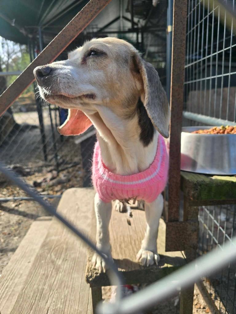 Enlarge Peaches, a Adoptable Beagle in Waynesville, GA image 4/4