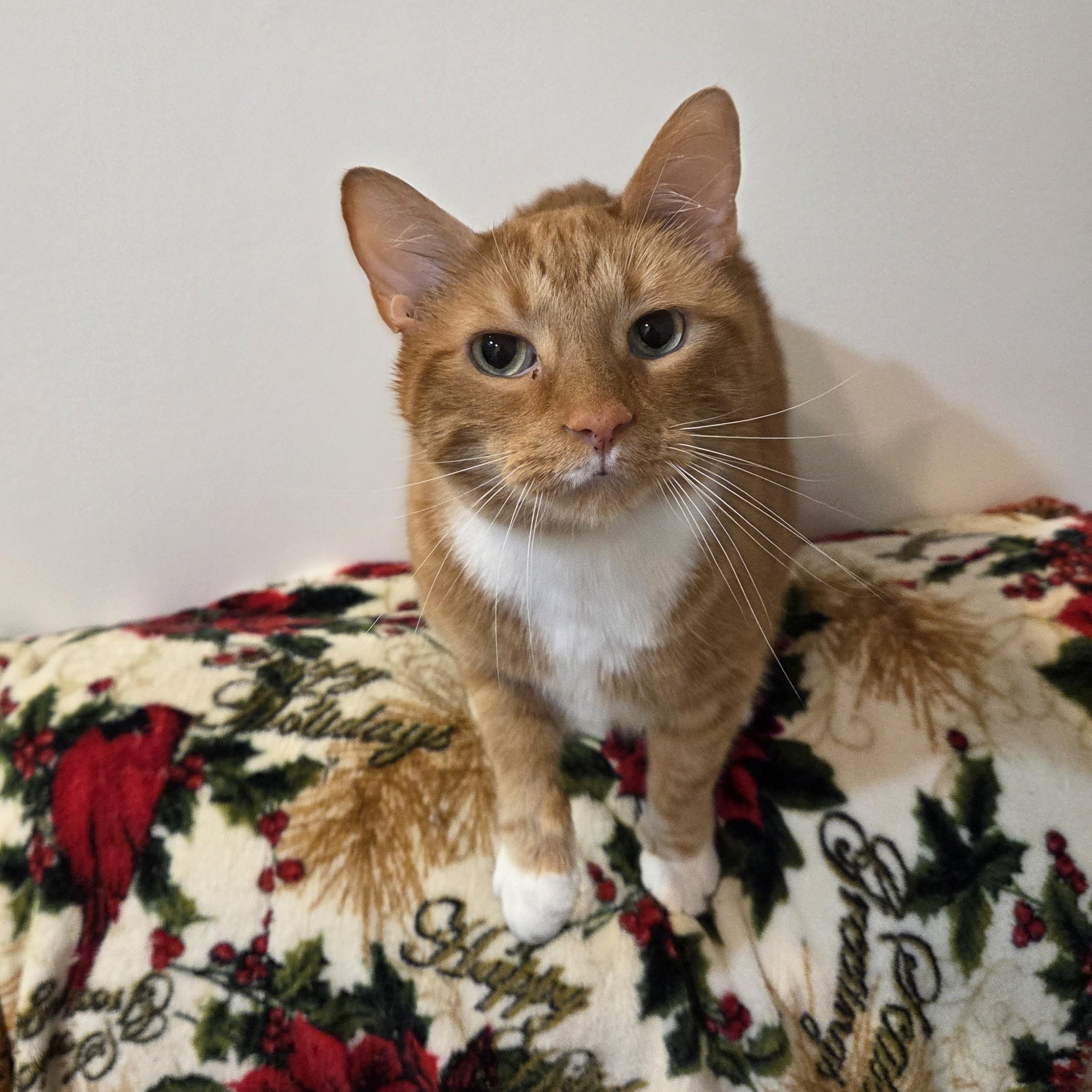 Sir Galihan — thumbnail 2