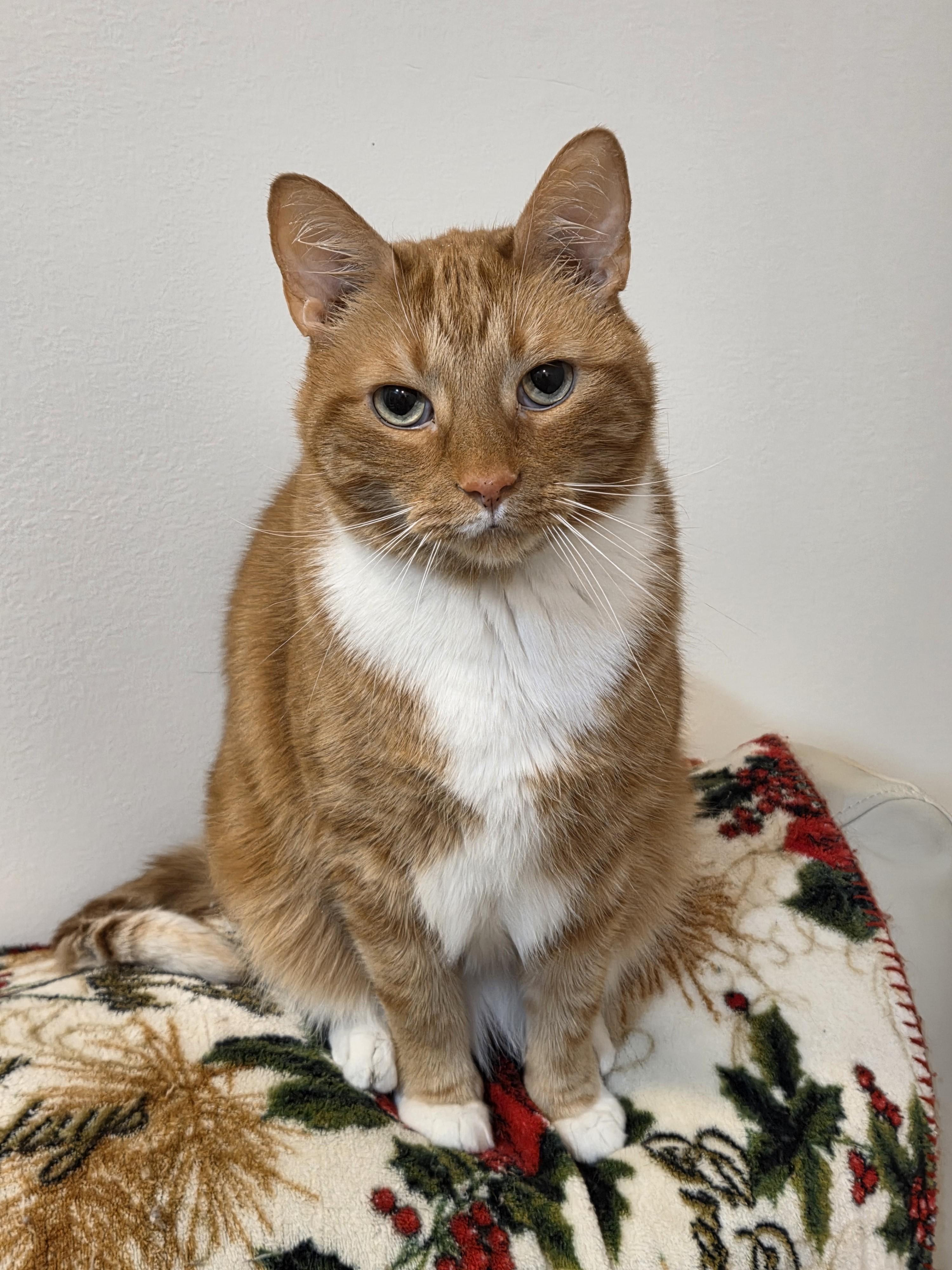 Sir Galihan — thumbnail 3