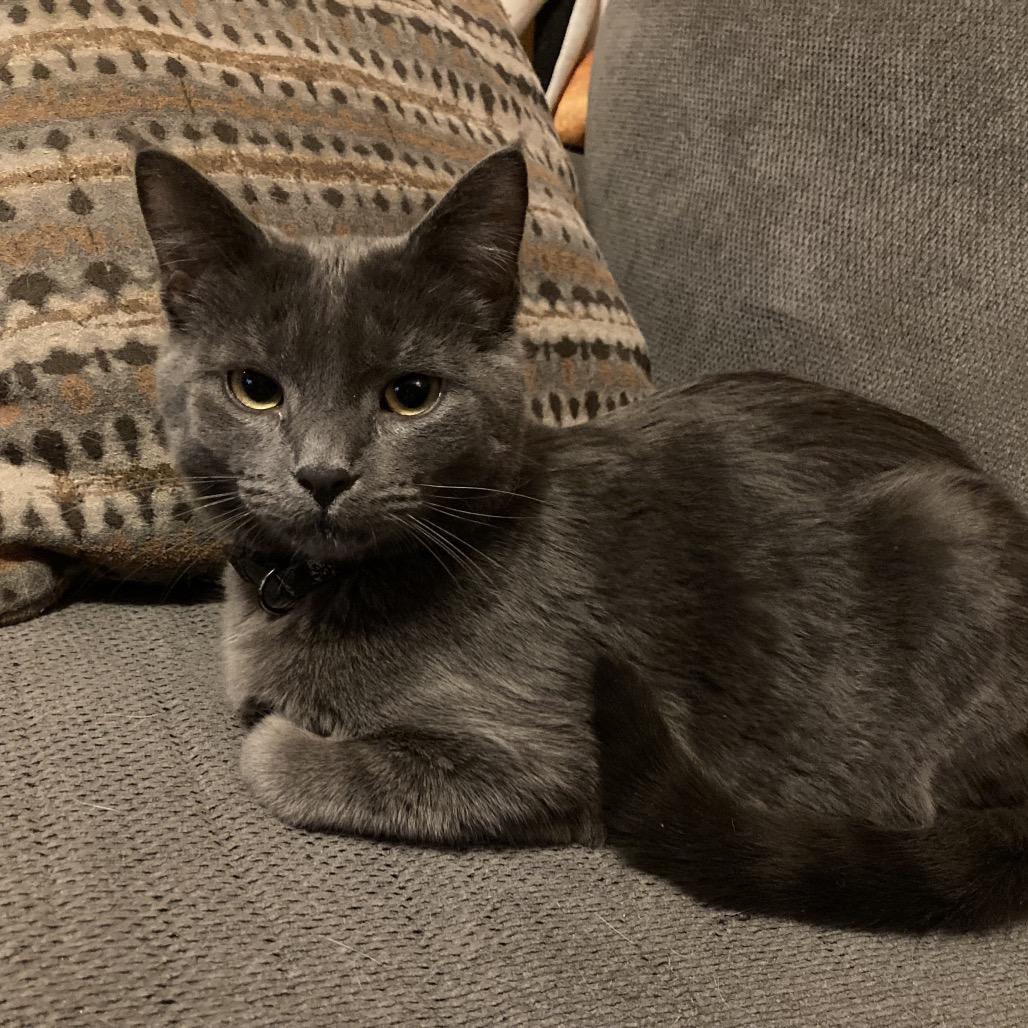 Blaq, Adoptable, Young Male Domestic Short Hair.