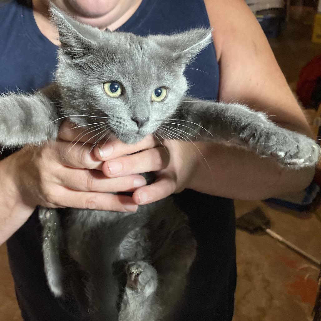 Enlarge Blaq, a Adoptable Domestic Short Hair in Irwin, PA image 3/4