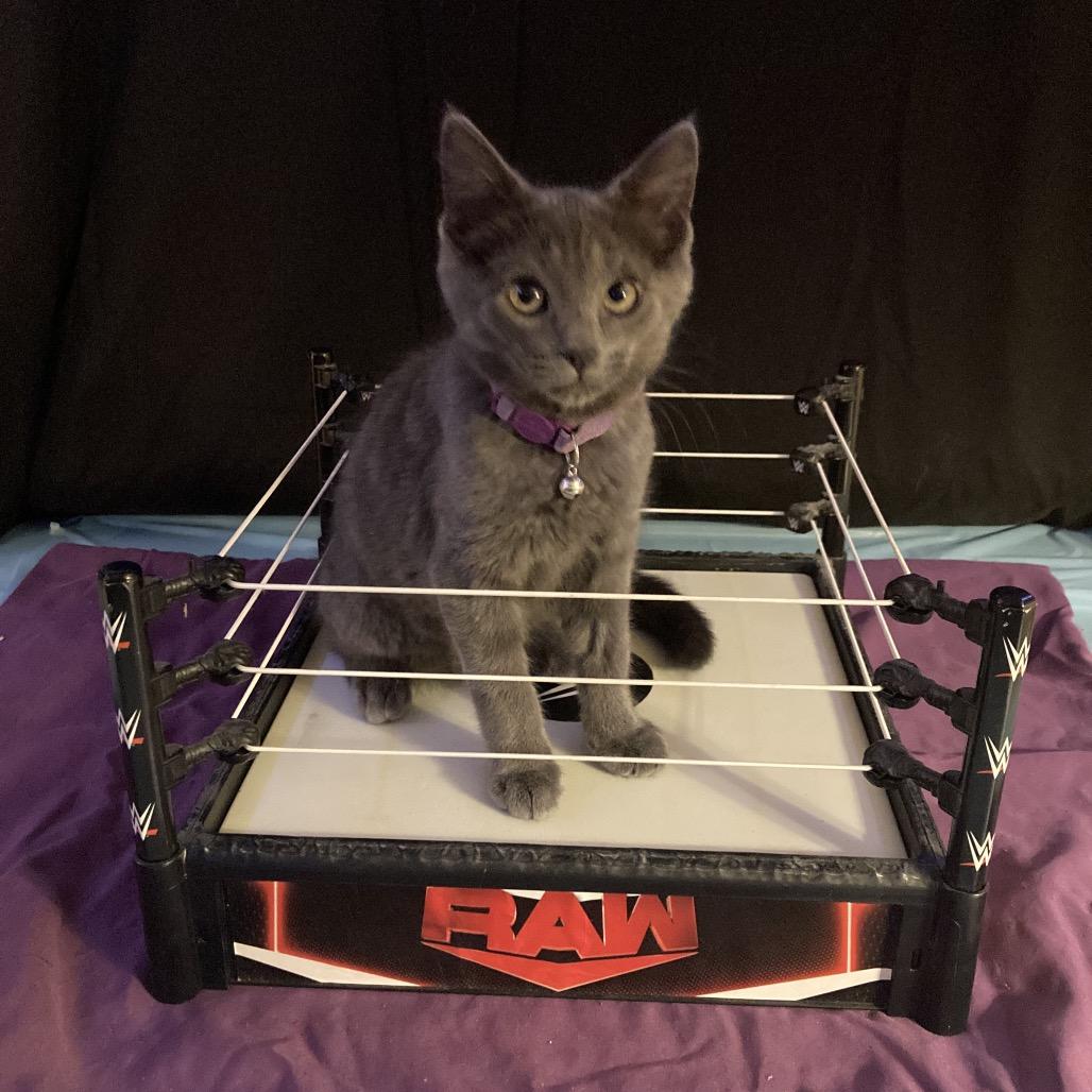 Enlarge Blaq, a Adoptable Domestic Short Hair in Irwin, PA image 4/4