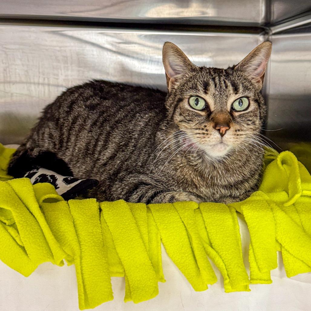 Enlarge Tula, a Adoptable mixed breed in Kennebunk, ME image 1/3