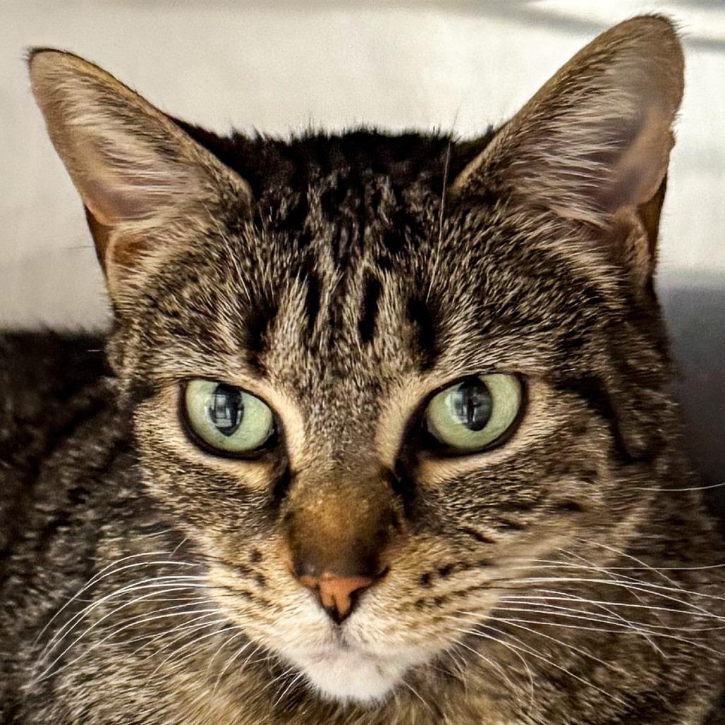 Enlarge Tula, a Adoptable mixed breed in Kennebunk, ME image 3/3