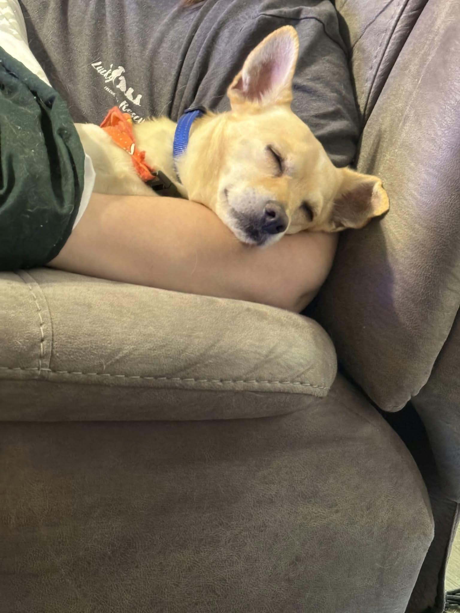 Enlarge Lord Henry, a Adoptable Mixed Breed in De Pere, WI image 4/4