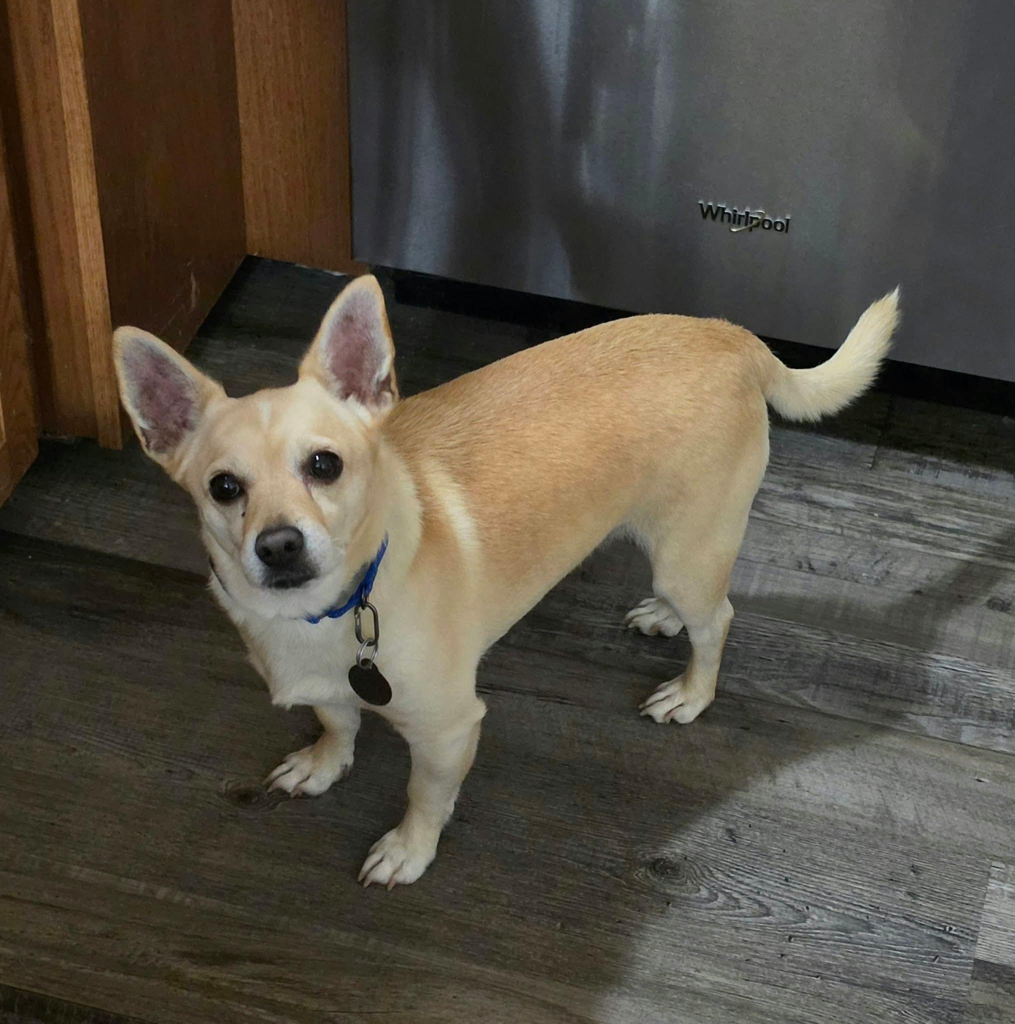 Enlarge Lord Henry, a Adoptable Mixed Breed in De Pere, WI image 3/4