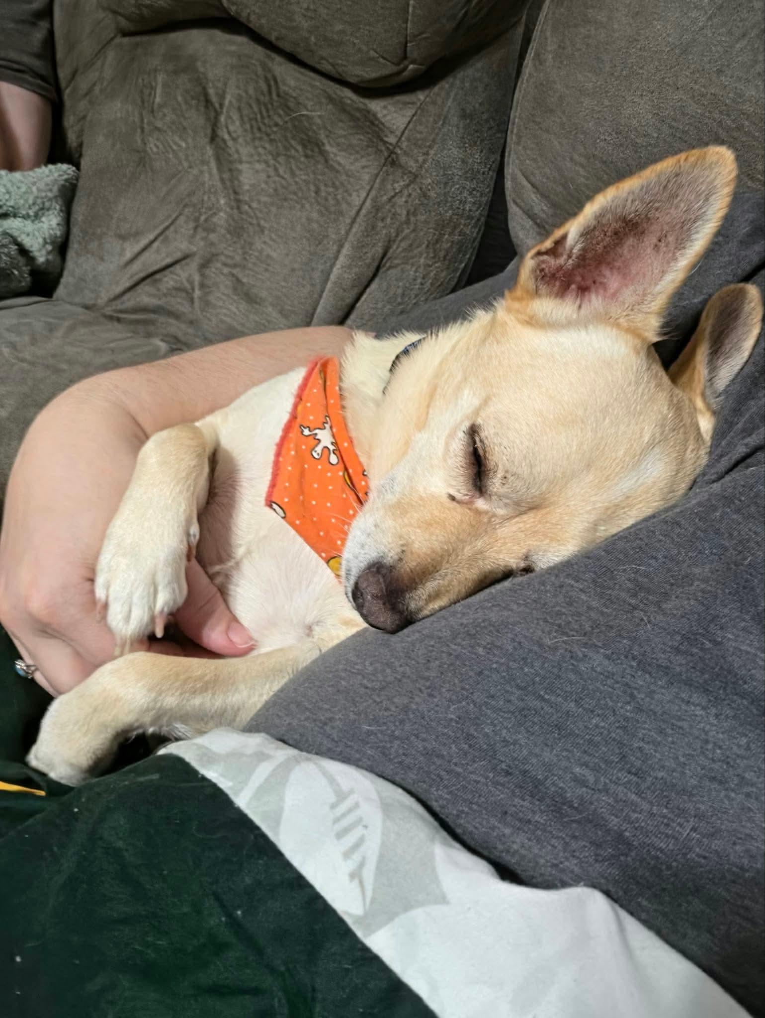 Enlarge Lord Henry, a Adoptable Mixed Breed in De Pere, WI image 2/4