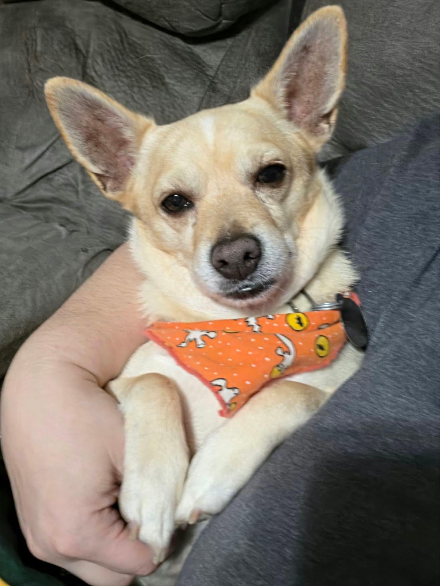 Enlarge Lord Henry, a Adoptable Mixed Breed in De Pere, WI image 1/4