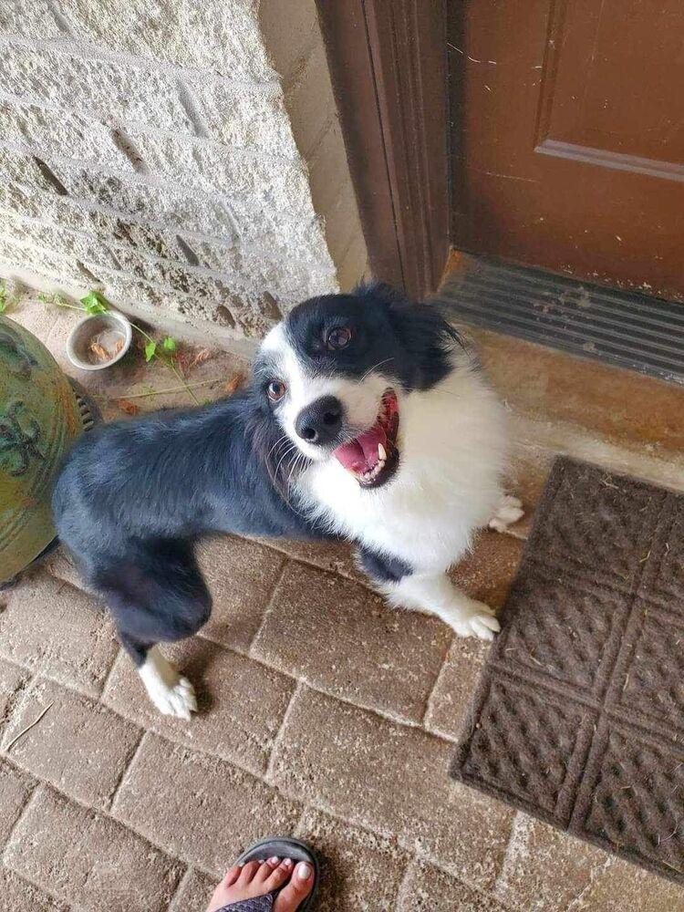 Zsa Zsa, Adoptable, Young Female Australian Shepherd.