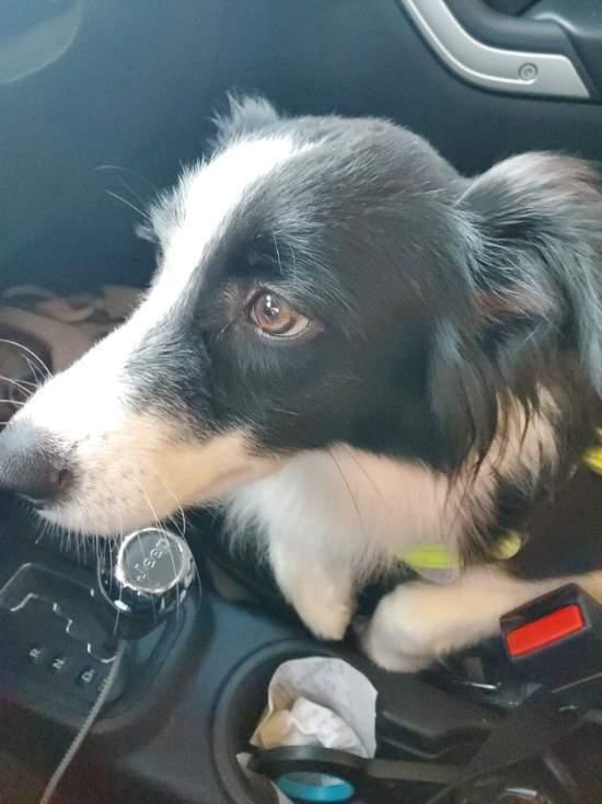 Enlarge Zsa Zsa, a Adoptable Australian Shepherd in Harlingen, TX image 2/3