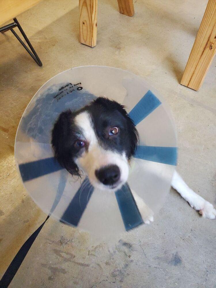 Enlarge Zsa Zsa, a Adoptable Australian Shepherd in Harlingen, TX image 3/3