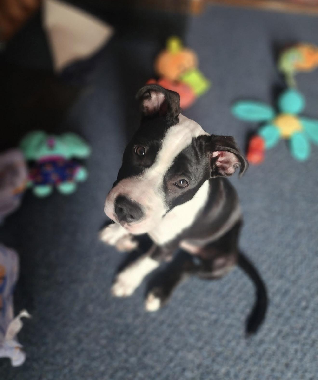 Peony, a ADOPTABLE mixed breed in East Amherst, NY image 2/6