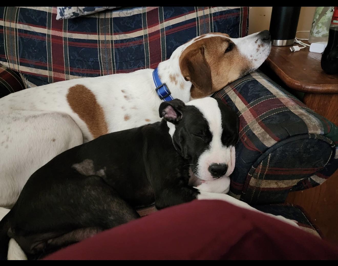 Peony, a ADOPTABLE mixed breed in East Amherst, NY image 6/6