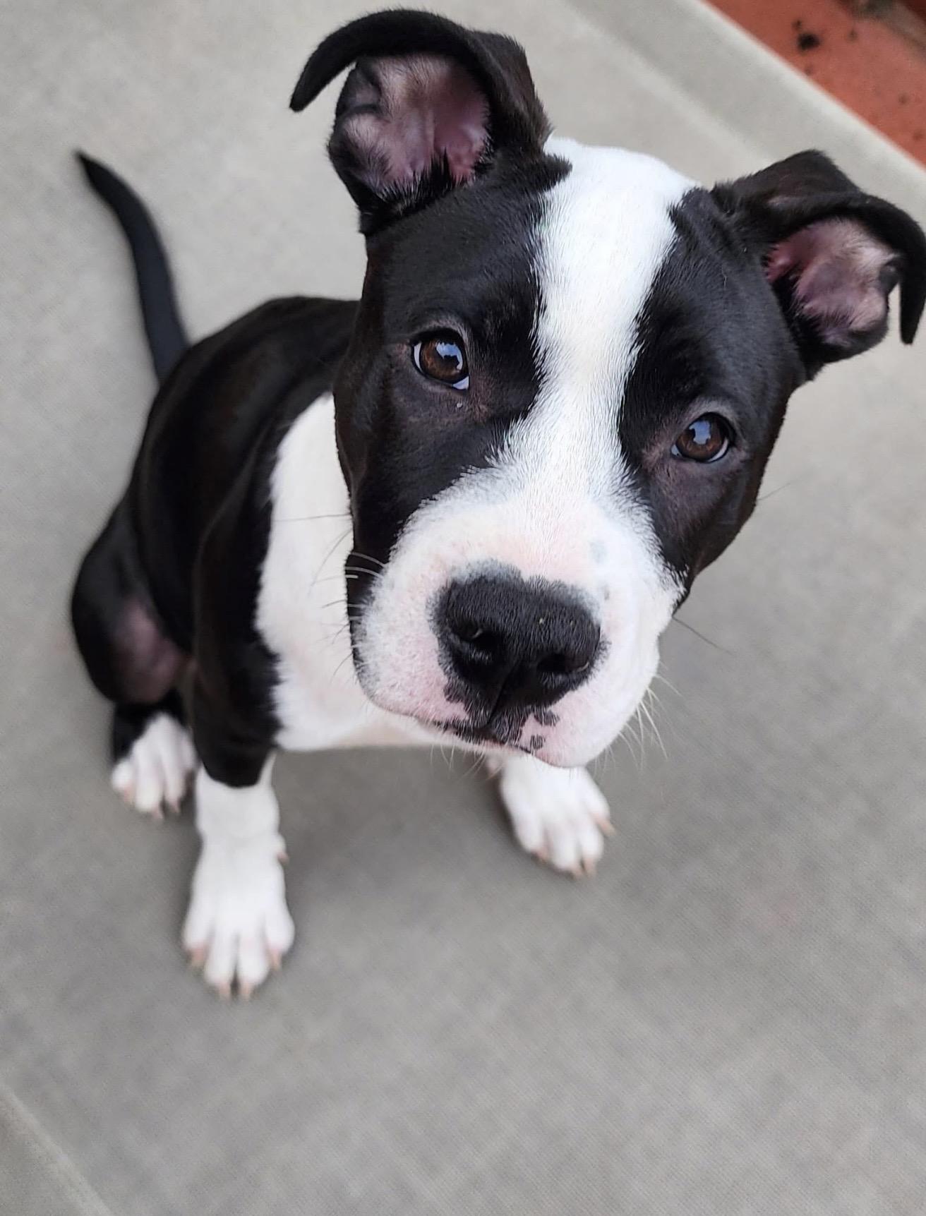 Peony, a ADOPTABLE mixed breed in East Amherst, NY image 1/6