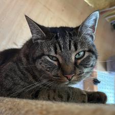 Enlarge Blossom, a Adoptable Tabby in Ashton, ON image 2/2