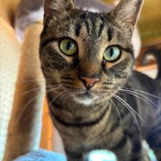 Blossom, Adoptable, Adult Male Tabby.