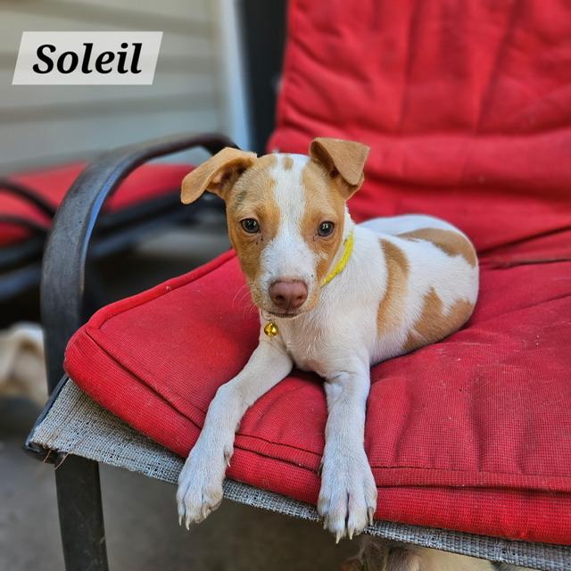 Soleil, ADOPTABLE, Puppy Female Jack Russell Terrier & Chihuahua.