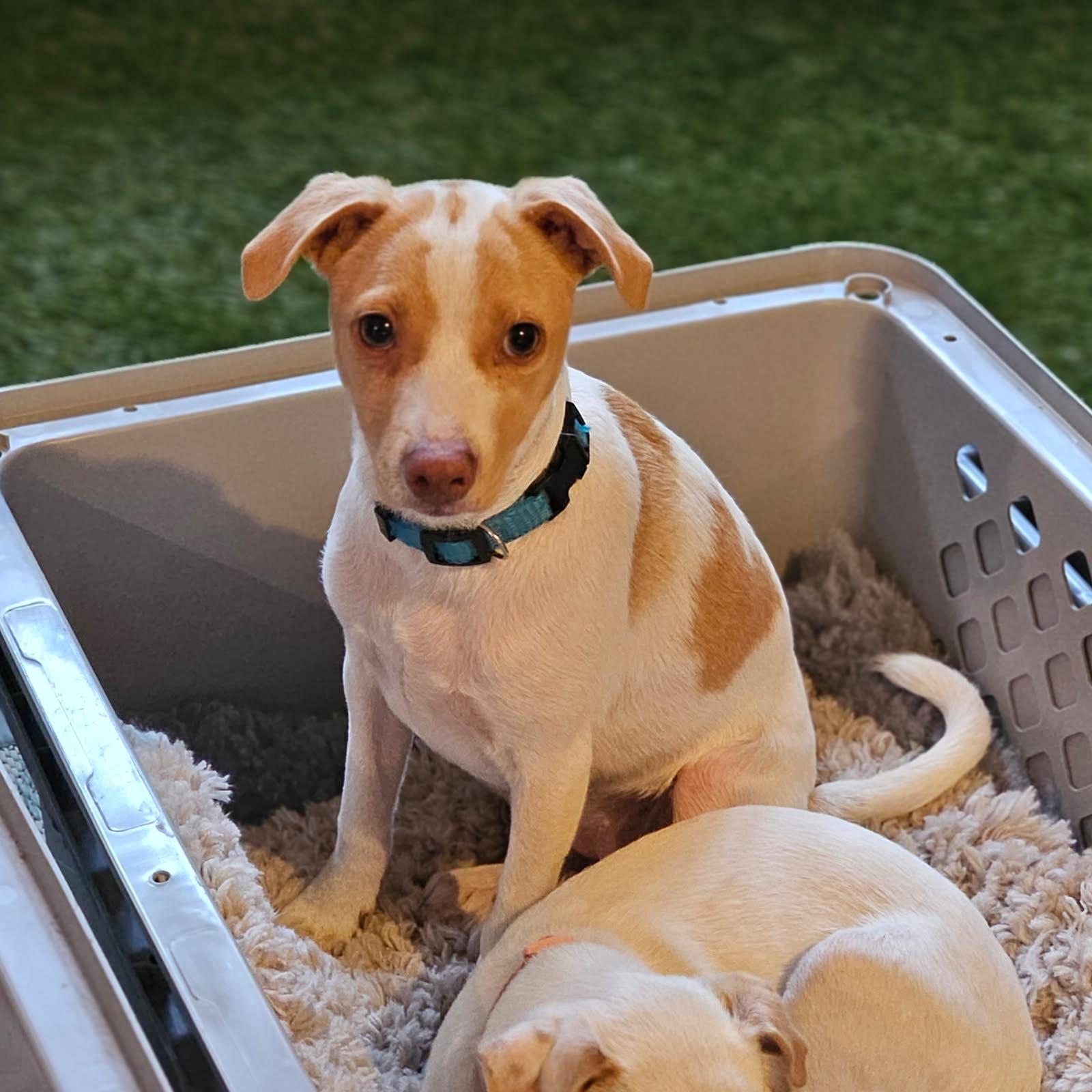 Enlarge Soleil, a ADOPTABLE mixed breed in clayton , CA image 4/6