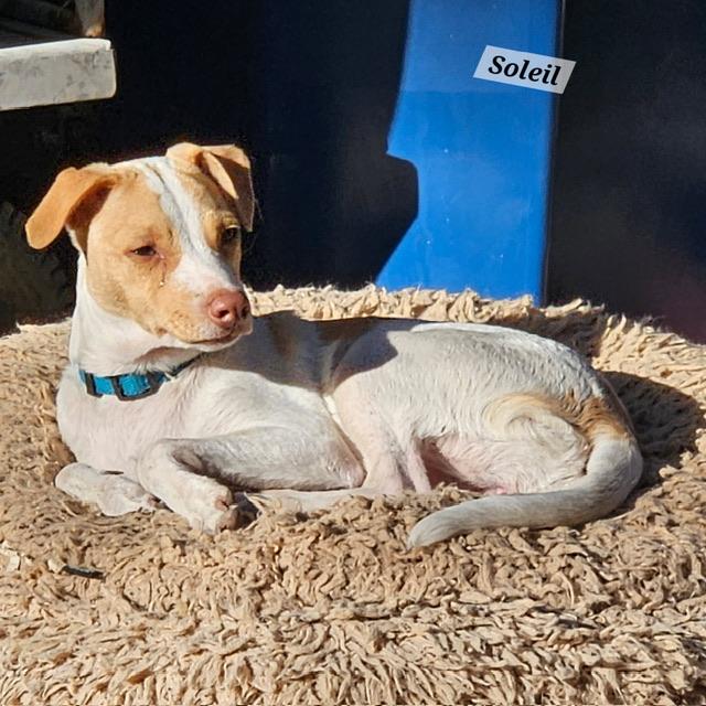 Enlarge Soleil, a ADOPTABLE mixed breed in clayton , CA image 5/6