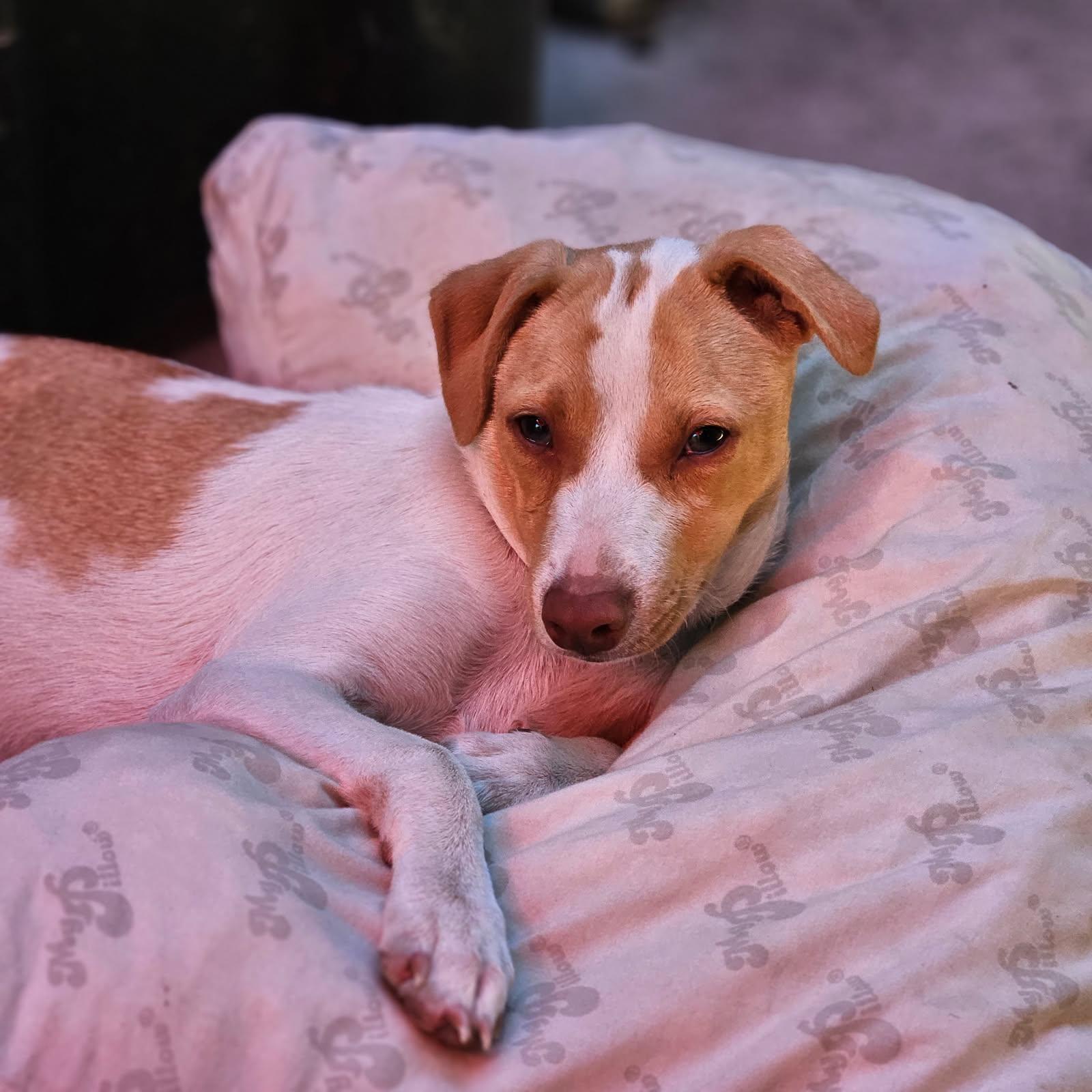 Enlarge Soleil, a ADOPTABLE mixed breed in clayton , CA image 3/6