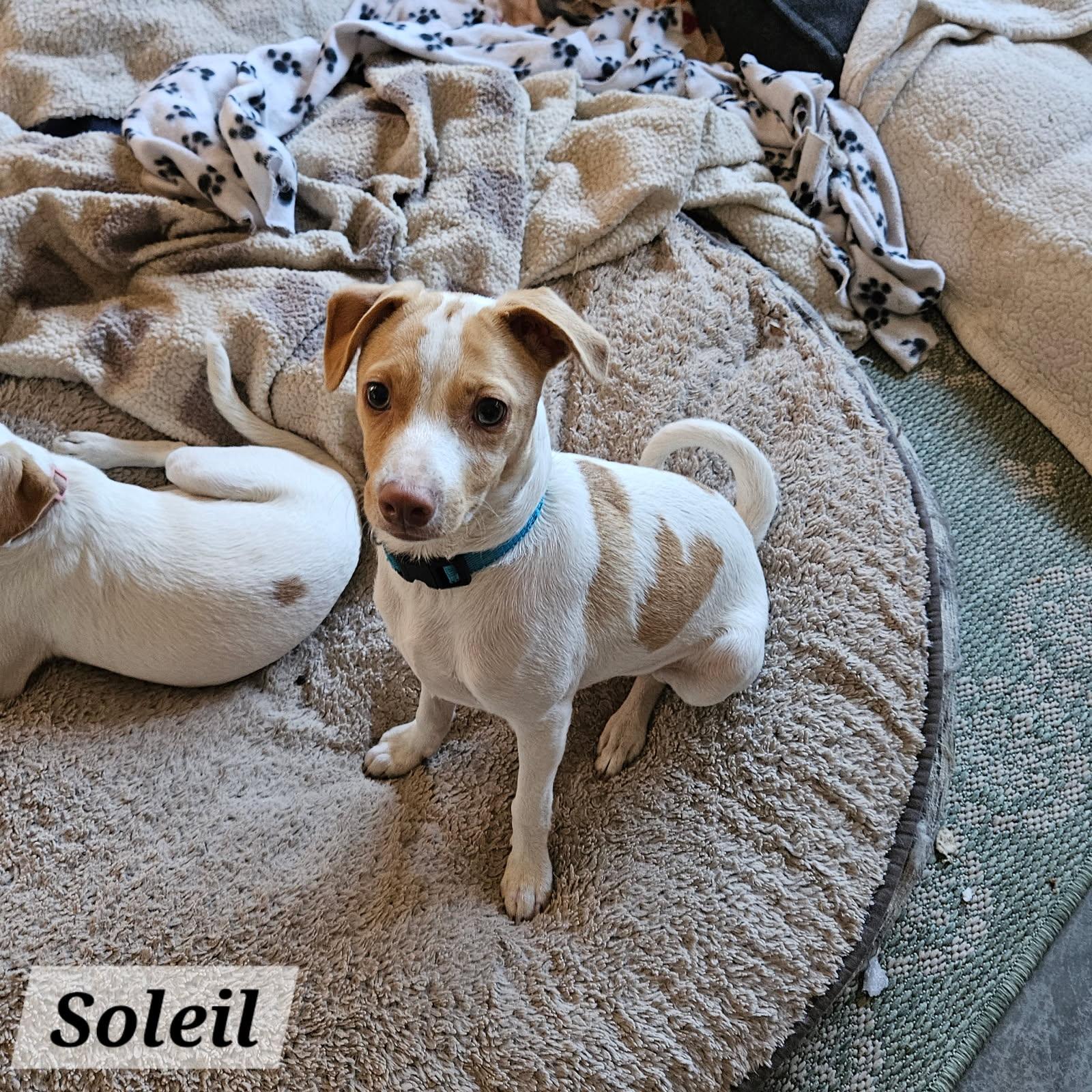 Enlarge Soleil, a ADOPTABLE mixed breed in clayton , CA image 2/6