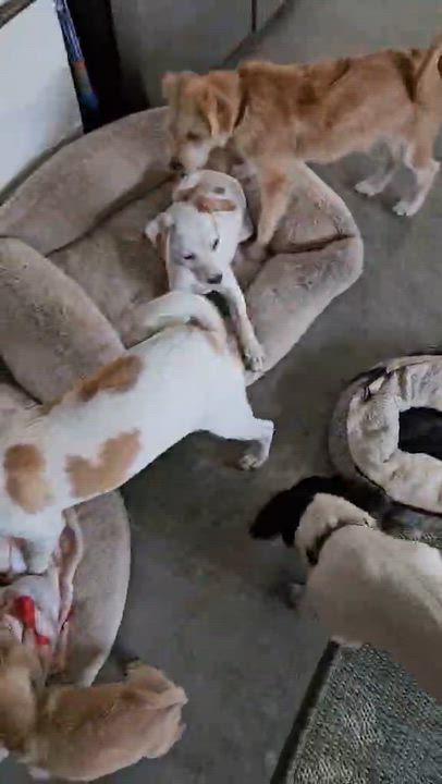 Enlarge Soleil, a ADOPTABLE mixed breed in clayton , CA video 6/6