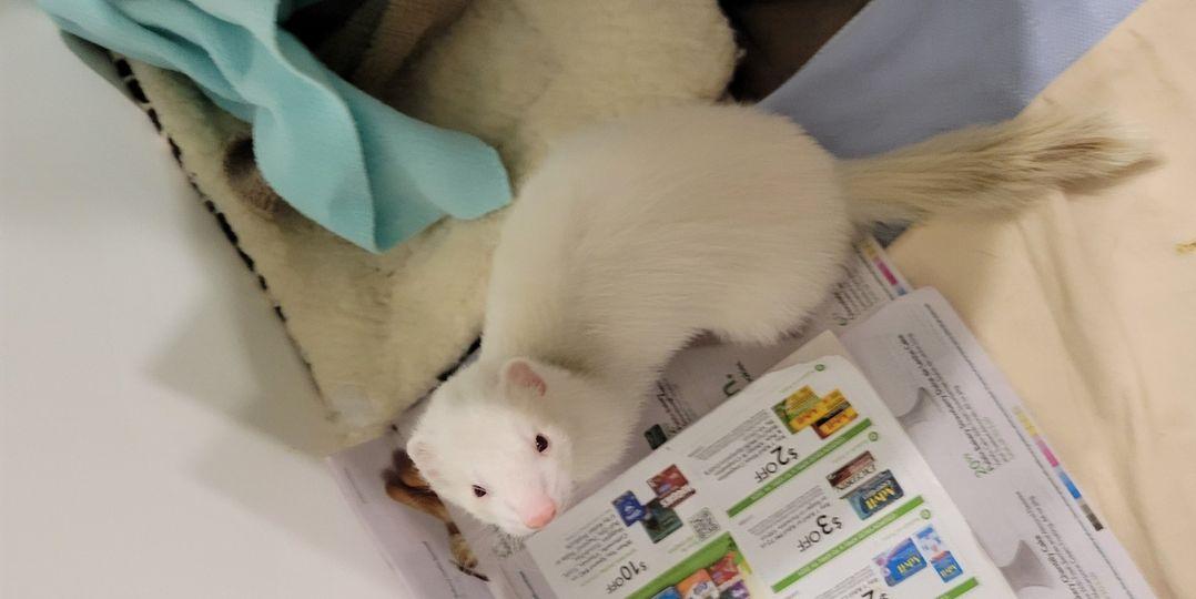 Enlarge Alley, a Adoptable Ferret in Acworth, GA image 1/1