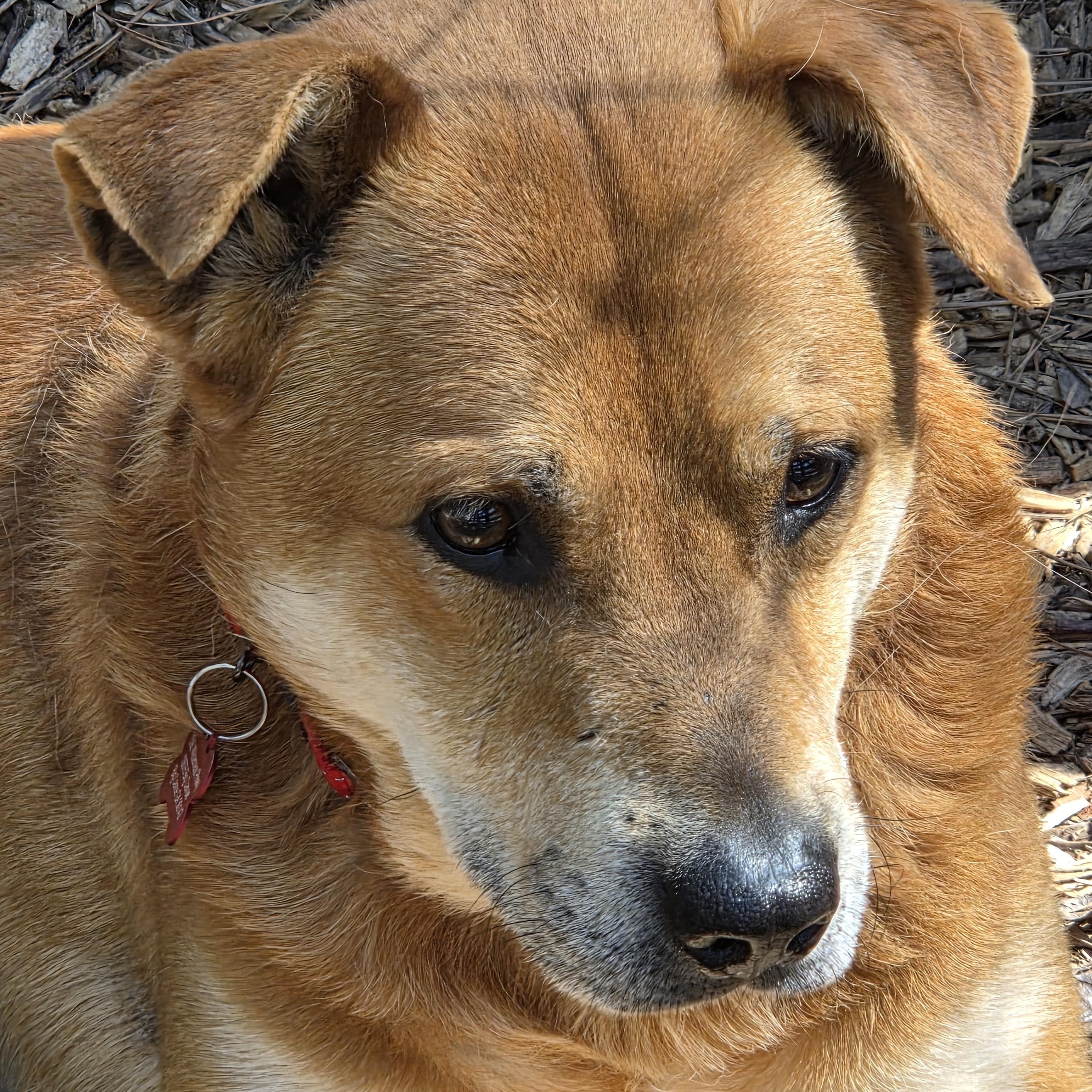 Enlarge Dakota, a ADOPTABLE Mixed Breed in Jasper, GA image 2/4