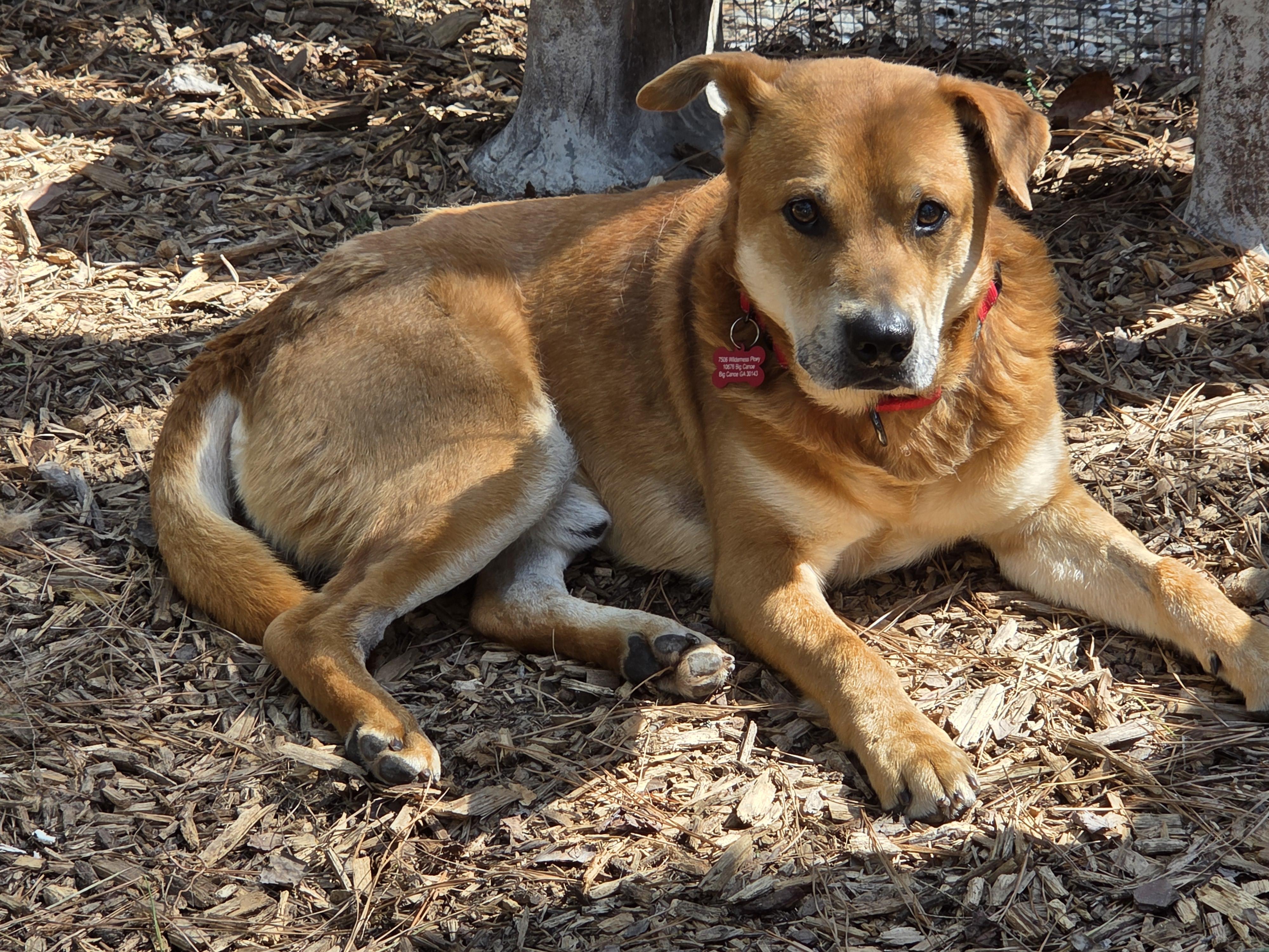 Enlarge Dakota, a ADOPTABLE Mixed Breed in Jasper, GA image 4/4